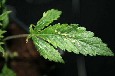 Is this LSF?