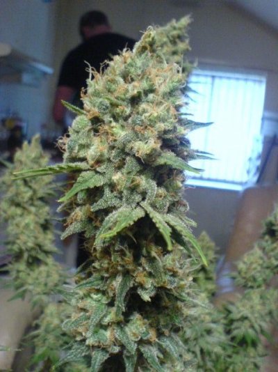 opium-63-days-totem.jpg