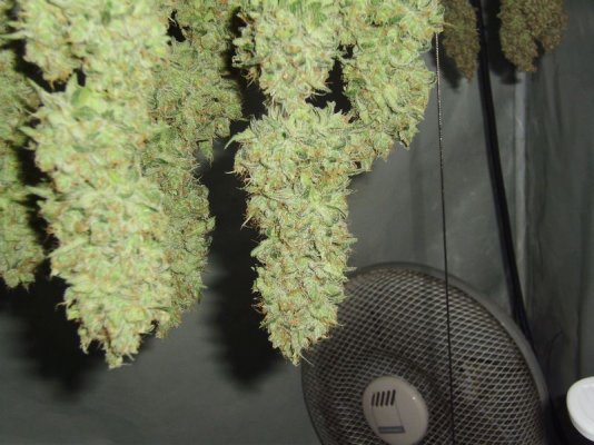 opium-harvested.jpg