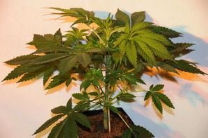 345mmar1-thumb.jpg