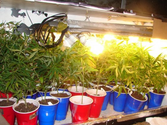 Tropical Winter Grow Start to Finish