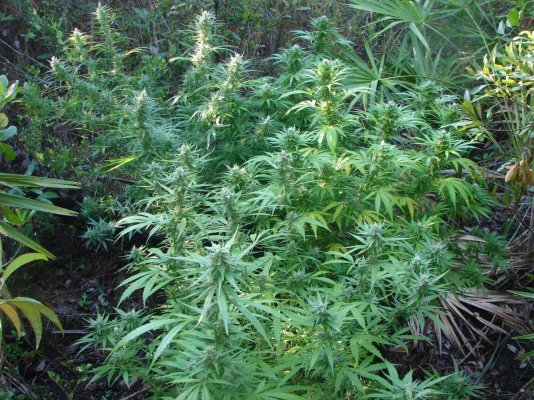 Tropical Winter Grow Start to Finish
