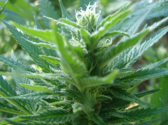 Tropical Winter Grow Start to Finish