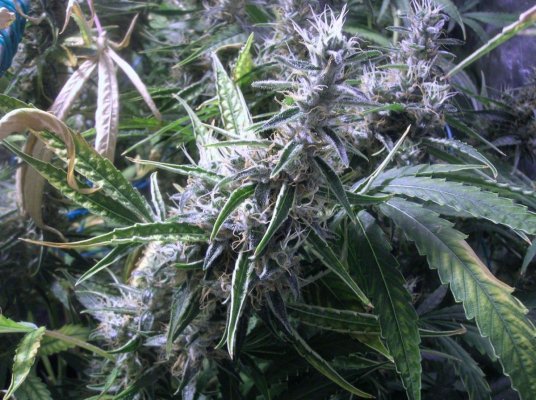 Island Sweet Skunk In The House!!!