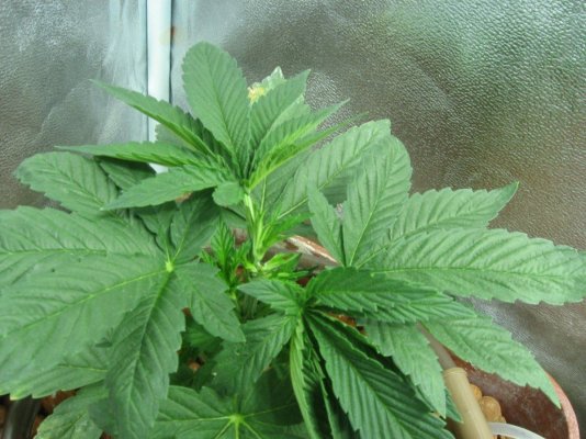 RP OG #18 WATERFARM Grow