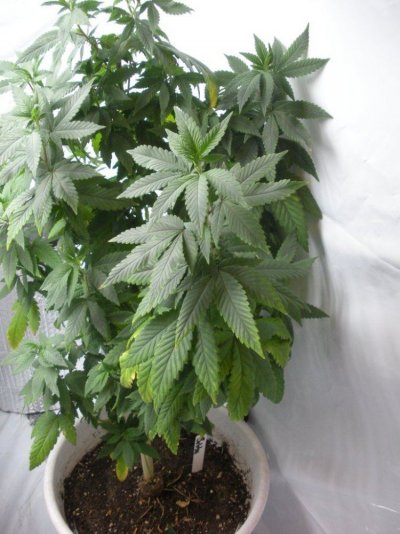 root aphid damage pix