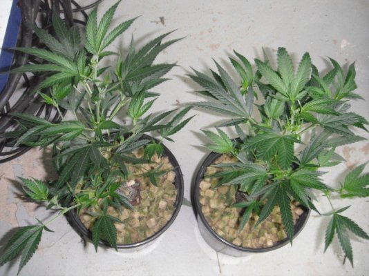 The White, 93 Super Skunk, Pre2k Blueberry