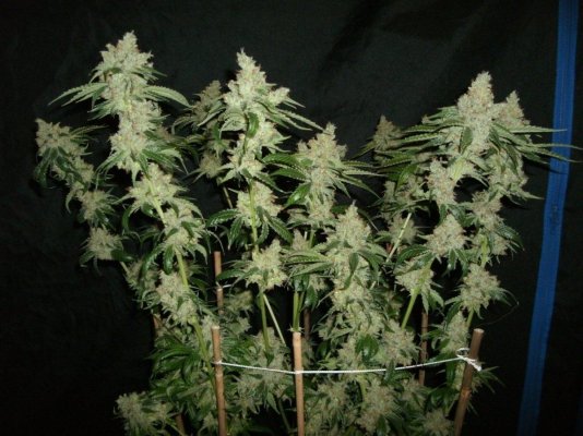Loompa OG Squared (Trinity OG)