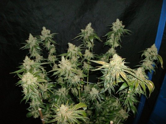 Loompa OG Squared (Trinity OG)