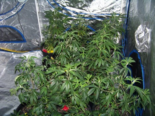 2000 WATT VEG 001.JPG