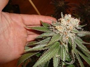 meridian-harvest-018.jpg