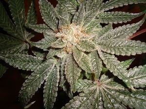 meridian-harvest-023.jpg