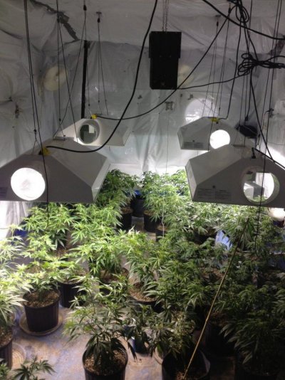 veganic-gsc--pineapple-xpress.jpg