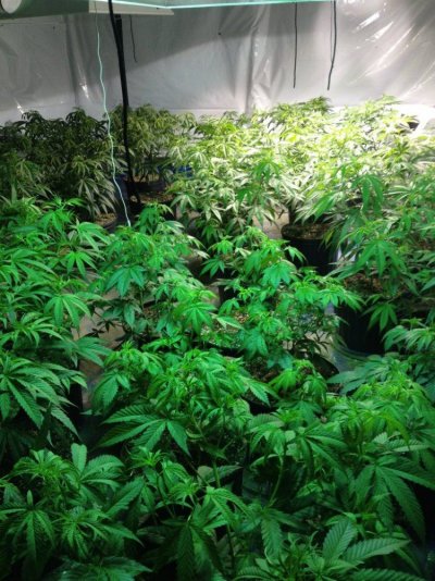 veganic-gsc--pineapple-xpress-5.jpg