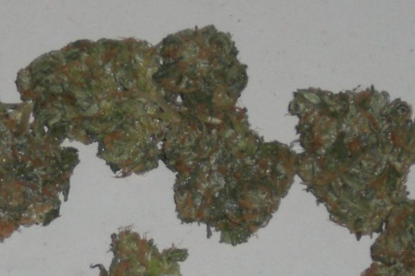 Eskimo Kush by 619ster