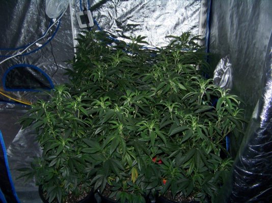2000WATT VEG 2 001.JPG