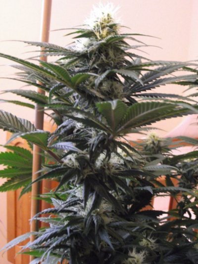 secret jardin dr300w x3 GAVITA pro lights 2x1150 watts 1x600 watt
