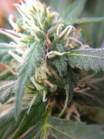 What's Up FARMERS!!! Arizona GreenHouse GRow BY tHeOnEnAZ