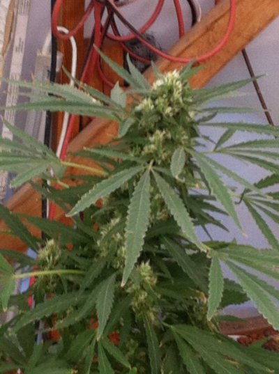 What's Up FARMERS!!! Arizona GreenHouse GRow BY tHeOnEnAZ