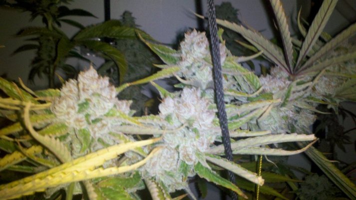 Romulan Haze