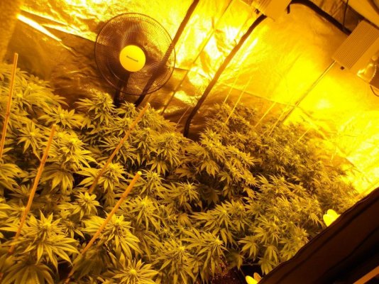 5 strain 2300watt secret jardin dr300w grow