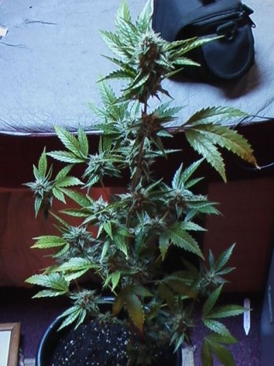 more chem d