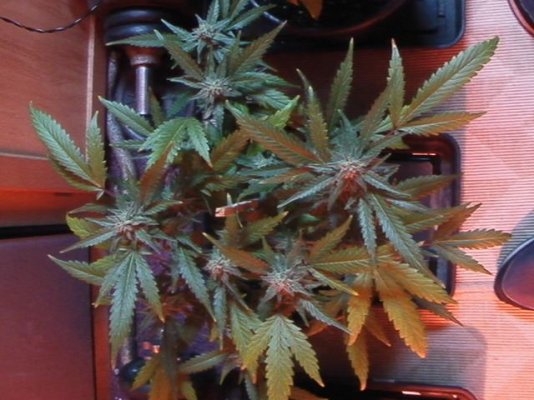 more chem d