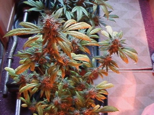 more chem d