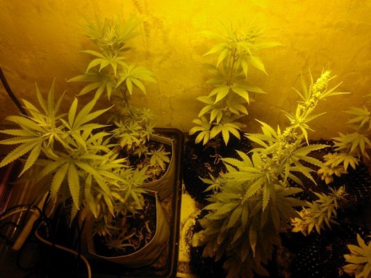 New indoors... CBD strains in the Northeast