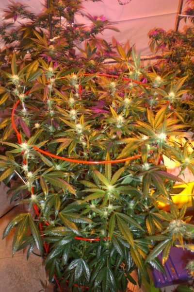 Alien Rock Candy in the 619