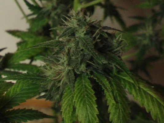 Chem D clone's. 2 different version's.