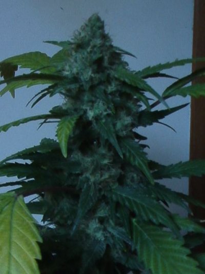 Chem D clone's. 2 different version's.