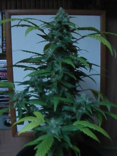 Chem D clone's. 2 different version's.