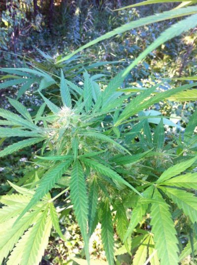 drying and curing for dummies?