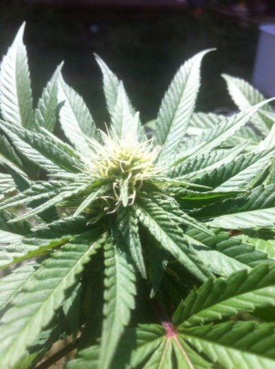 New farmer wondering how my girl is doing