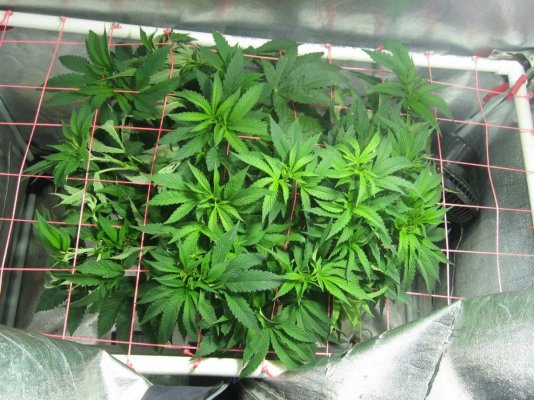 RP OG #18 WATERFARM Grow