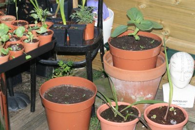 ffs-catnip-tomatoes-and-random-flowers-3.jpg