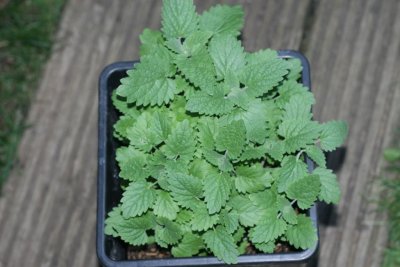 ffs-catnip-tomatoes-and-random-flowers-18.jpg