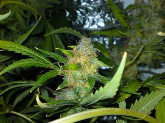 psychosis-x-donk-first-ever-grow-4.jpg