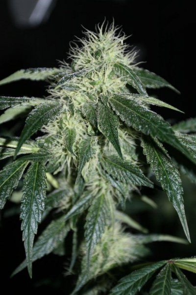 ogk-fire--x-blue-moonshine-3.jpg