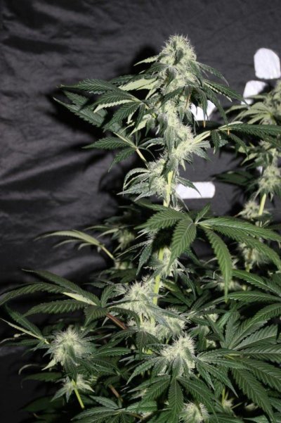 ogk-fire--x-blue-moonshine-6.jpg