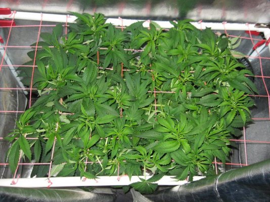 RP OG #18 WATERFARM Grow