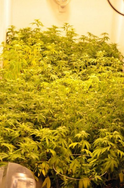 Walter's WhiteFireOG Trophy Hunt