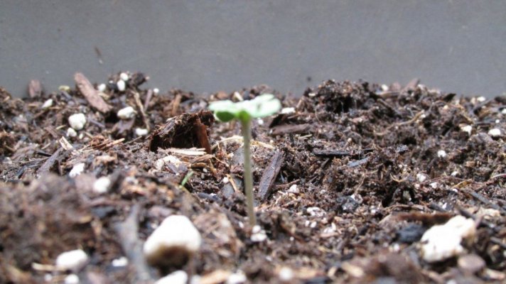 Attack of the Winter Ruderalis!