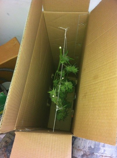 drying and curing for dummies?