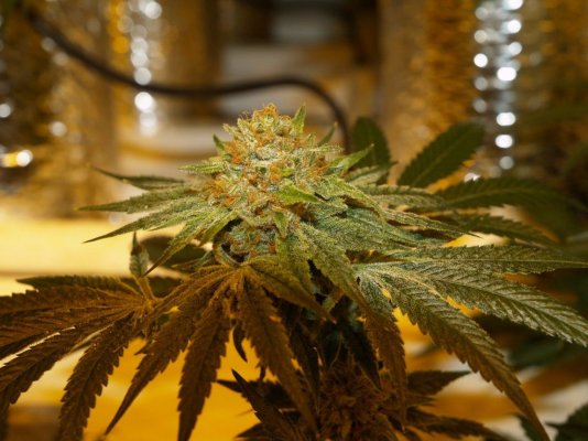 FPOG does the nasty with kosher kush, Wifi, and a Colombian... by Capulator