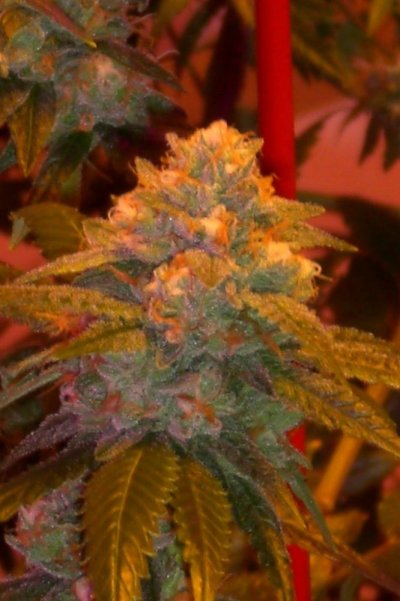 Alien Rock Candy in the 619