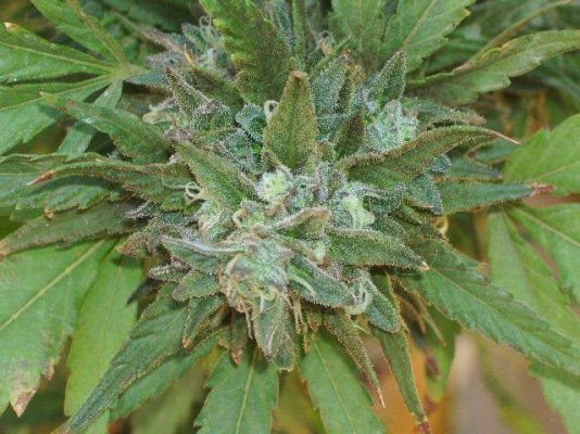 Purplemon [Deep Purple X Lemon OG] & friends.