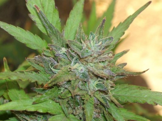 Purplemon [Deep Purple X Lemon OG] & friends.