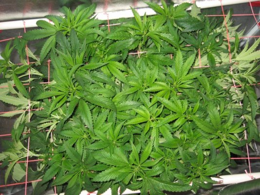 RP OG #18 WATERFARM Grow